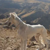 تازی بزرگ هر کی خواست در خدمتم