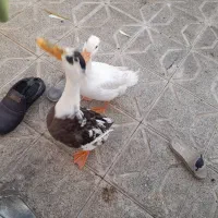 فروش اردک سالم