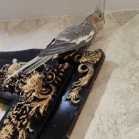 عروس هلندی
