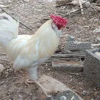 خروس