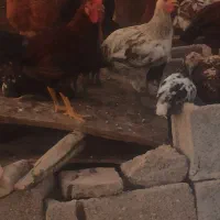 خروس برای فروش