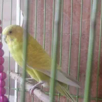 مرغ عشق انگلیسی ماده