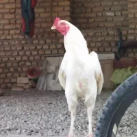 خروس لاری سفید