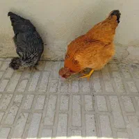مرغ  نژاد لهستانی