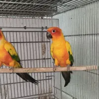 جفت خورشیدی سان کانور روی تخم