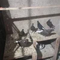 کبوتر رنگی