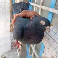 کبوتر زاغ ماده