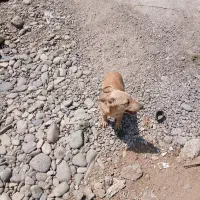 سگ سرابی