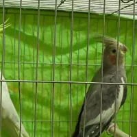 فروش عروس هلندی