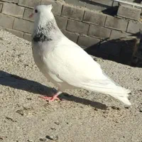کبوتر گم شده