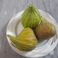 انجیر گلابی