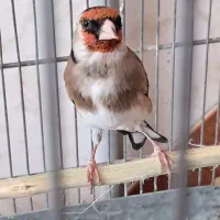 سهره جوجه قفس کیاسر