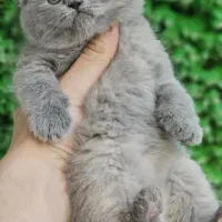 اسکاتیش و سیلور دو ماهه
