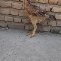 دوعدد مرغ لاری هندی