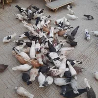 کبوترپرشی