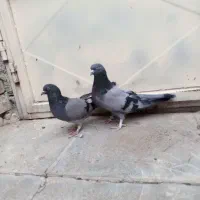کبوتر  سبز پر