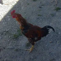 خروس دورگه