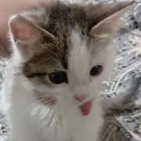 بچه گربه سه ماهه