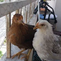گمشده