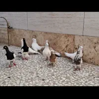 کبوتر یهودی شازده سفید کاکلی موشپا ۹عدد