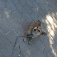 واگذاری
