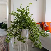 گل طبیعی