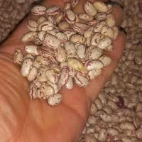 لوبیا چیتی باکیفیت روستای محمه یه