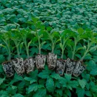 فروش نشاء گوجه فرنگی