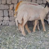 ۱ راس شیشک ۱ راس بره ماده داشتی ۱ راس سه شکم