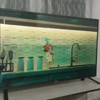 تلویزیون ۴۳ ال جی