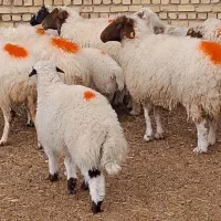 3روز دیگر تمدید شد*زیر فی بازار گوسفند خونی زنده/*