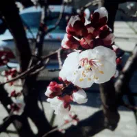 سرایداری باغ ویلای شخصی