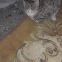 بچه گربه
