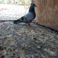 سبز چشم سیاه نوچه نر