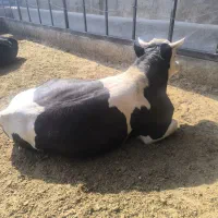 گوساله چاق|حیوانات مزرعه|جوادآباد, |دیوار