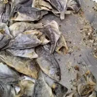 مصموطا