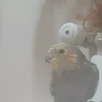 عروس هلندی گمشده در مشیریه