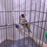 سهره