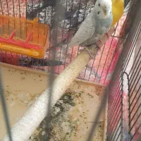 پرنده زینتی مرغ عشق جوجه و جفت