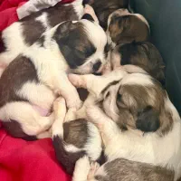 واگذاری توله های شیتزو سوپر فلت تری کالر