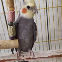 عروس هلندی نر جوان