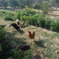 مرغ واروک محلی
