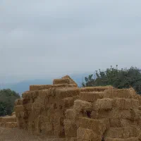 کاه پرس (عدل) گندم کوهسارات