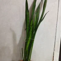 گل سانسوریا