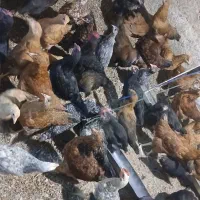 مرغ وخروس محلی /ارگانیک /کود مرغی