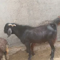 بز نر چاق