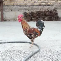 خروس