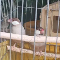 فنچ نرگسی