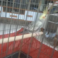 عروس هلندی با قفس