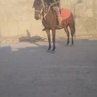 کره مادیان 2ساله کره کبرا